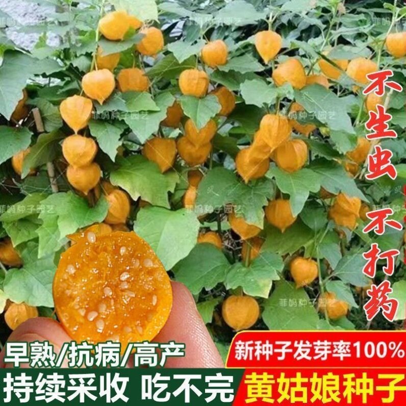 奶油菇娘果种子奶香味黄图片