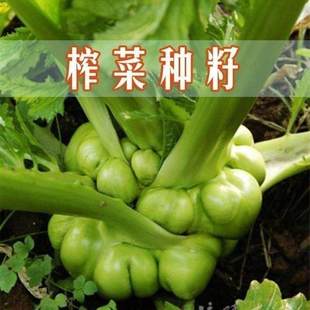 涪陵榨菜种子正宗四川大头菜榨菜头青菜头芥菜夏秋季蔬菜耐高温种