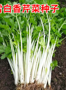 雪白香芹菜种子嫩脆白杆白梗小芹菜种籽春秋农家田园庭院蔬菜种孑