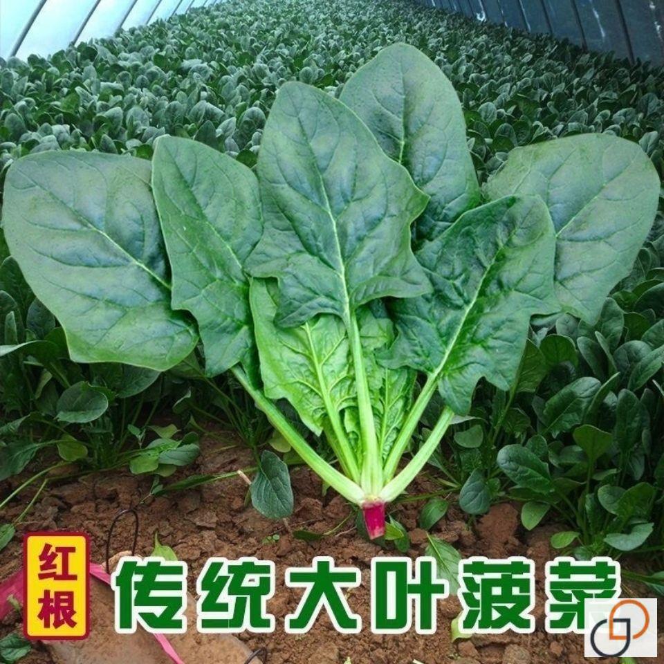 夏季菠菜种子+高产蔬菜种子籽种耐高温夏季秋大全秋季四季