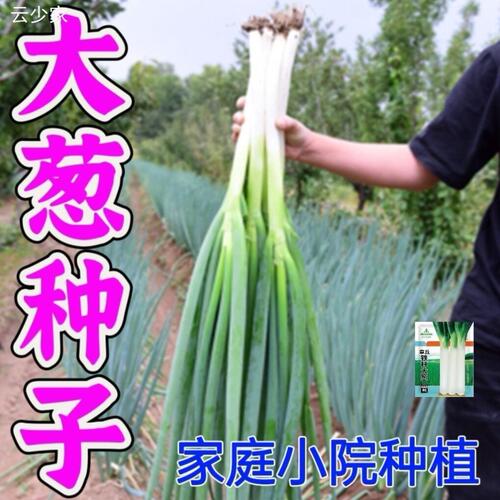 大葱种子秋季章丘铁杆籽