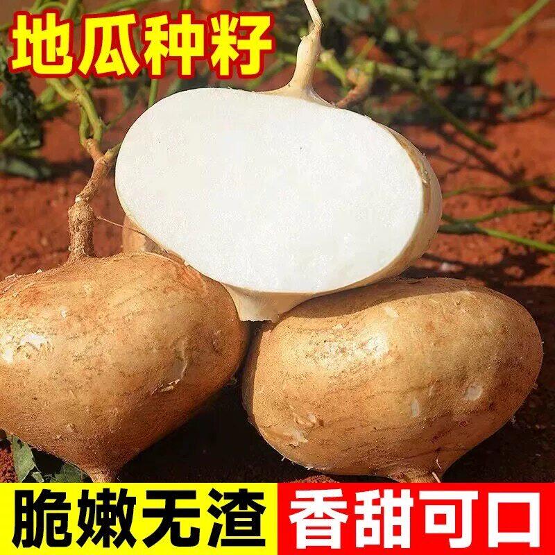 凉薯种籽牧马山地瓜种子苗番薯种孑高产水果沙葛凉瓜土瓜蔬菜秧苗