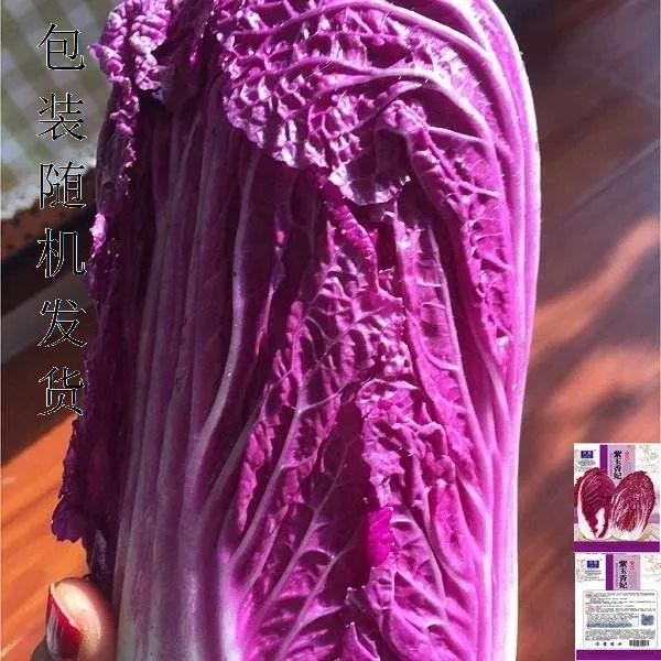 营养紫白菜种子里外紫色大白菜四季播种庭院田地农科院蔬菜籽