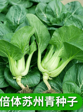 四倍体矮脚苏州青种子小油菜上海青种籽春秋农家田园庭院蔬菜种孑