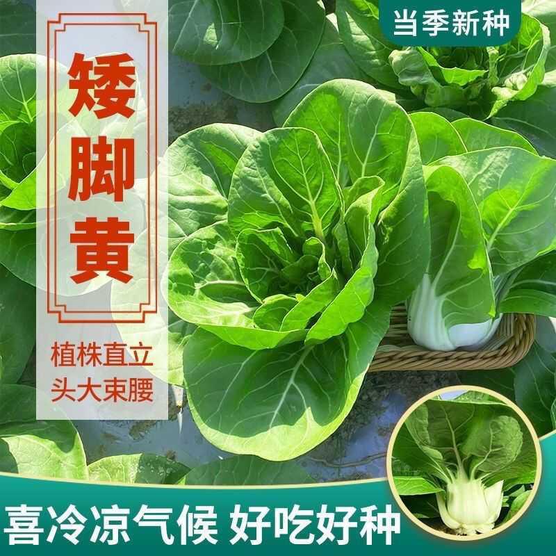 新白雪公主奶香小白菜种子白玉二号湘潭矮脚白菜种籽盆栽大田蔬菜