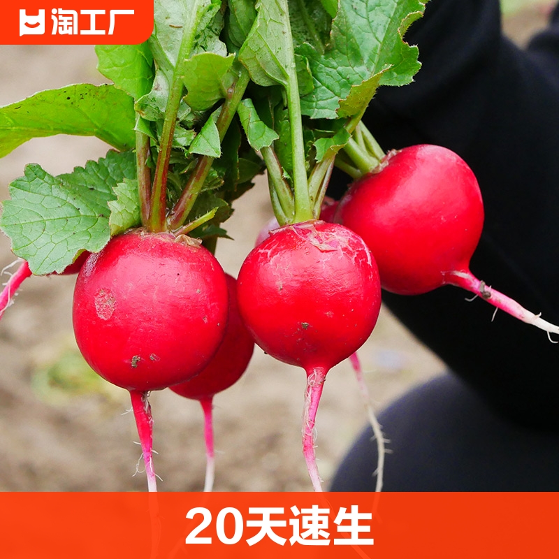 樱桃萝卜种子种籽水果20