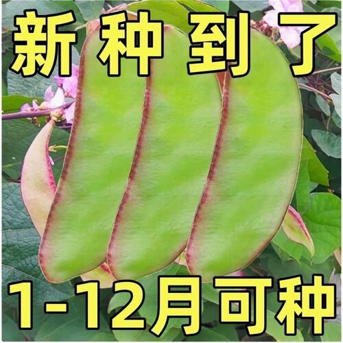 紫边眉豆种子扁豆耐运输