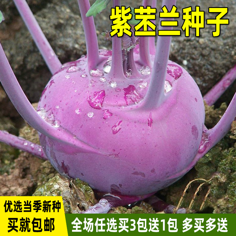 紫苤兰种子水果苤蓝种籽