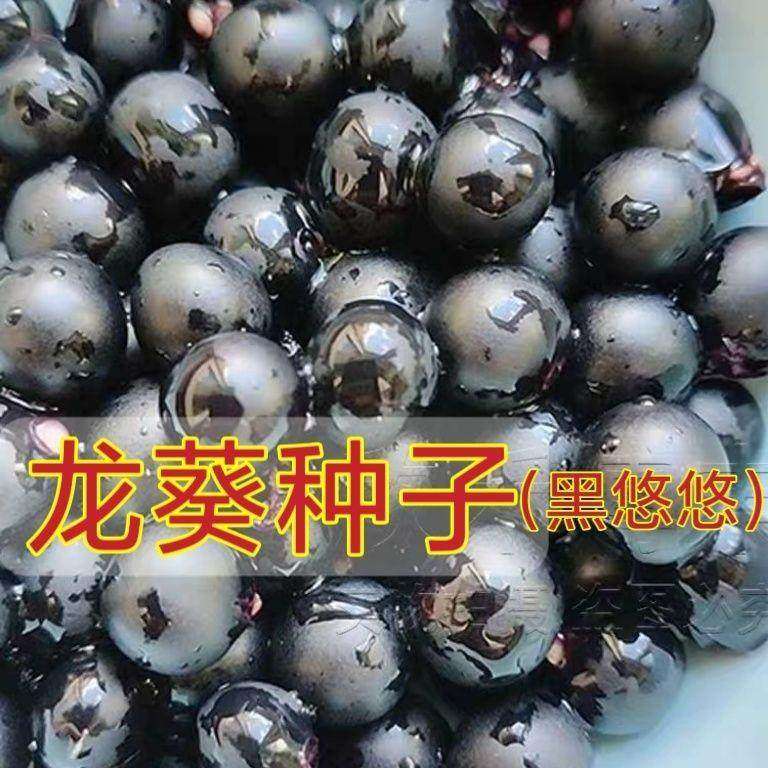 【今年新种】野生龙葵种子黑悠悠特色水果种春夏秋四季盆栽蔬菜种,农用物资,蔬菜种子/种苗,淘宝优惠券,粉丝福利购,淘宝优惠卷