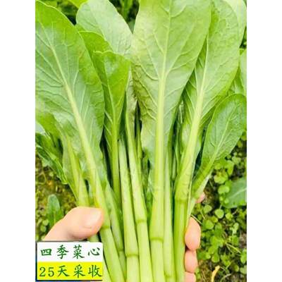 广东四九菜心种子25天速