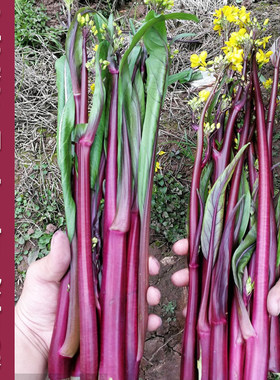 红菜苔紫菜苔种子红油菜苔紫红菜薹种籽春秋耐热耐寒农家菜园蔬菜