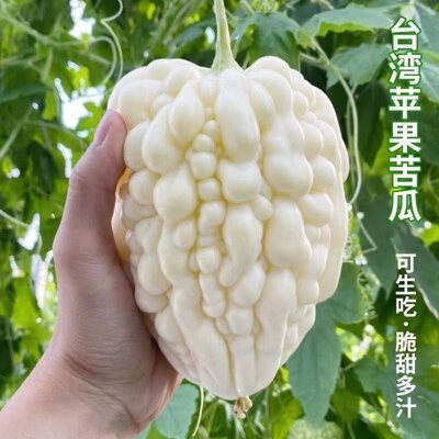 白苹果苦瓜种子春种夏收