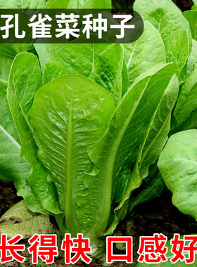 绿孔雀菜种子凉拌沙拉直立生菜种籽春秋农家菜园庭院盆栽蔬菜种孑