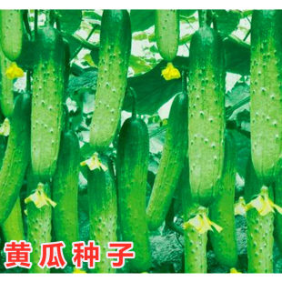 瓜满园黄瓜种子水果黄瓜种籽旱黄瓜四川本地春秋季田园蔬菜孑