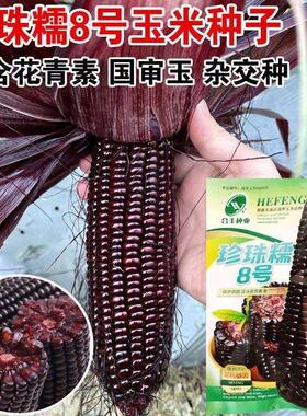 黑糯黑玉米种子大全水果糯米种籽东北甜糯玉米超甜孑香粘黏紫色白