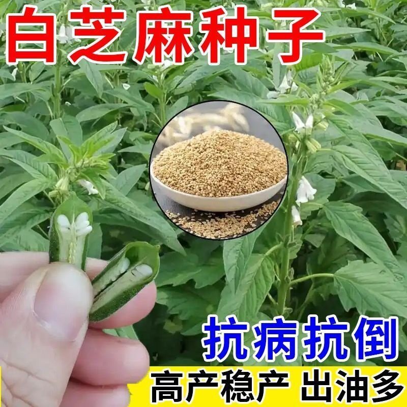 高产白芝麻种子农家田园图片