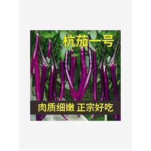 杭茄一号长茄种子苗特大线茄茄子阳台秧四季蔬菜种籽黑紫色秧苗孑