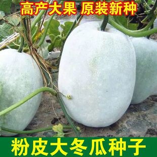粉皮冬瓜种子大果春秋南方北方蔬菜种子高产搭架子爬地种植菜种子