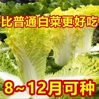 鸡蛋黄奶油大白菜种子真