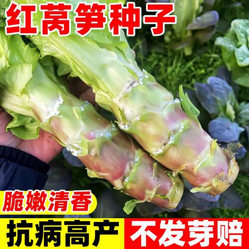 莴笋种子红籽阳台庭院菜