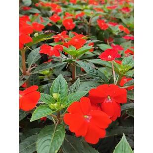 凤仙花种籽花卉秋天种的花四季播种开花盆栽阳台院子里花种子