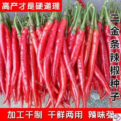 二荆条辣椒种籽贵州四川