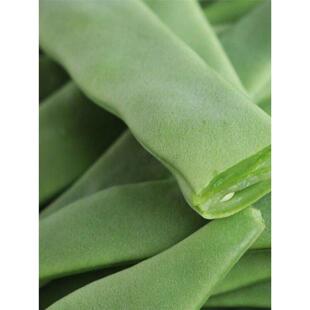 高产宽扁芸豆种子无筋架豆种子三扁二扁豆角种四季豆种子各地可种