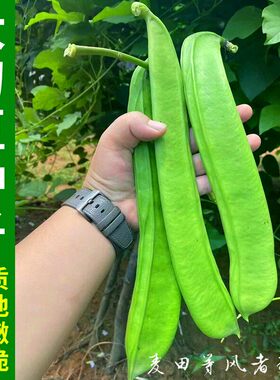 大刀豆种子刀巴豆种籽春夏季耐热四季蔬菜挟剑豆特长大刀豆角种孑