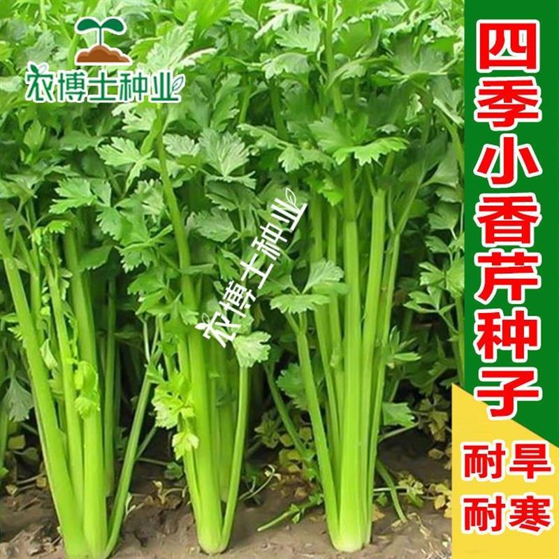 四季小香芹种子脆嫩西菜