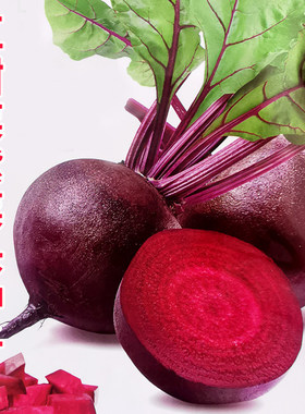 红甜菜紫菜头种子红菜头菜根种籽春秋农家营养丰富榨汁生食蔬菜孑