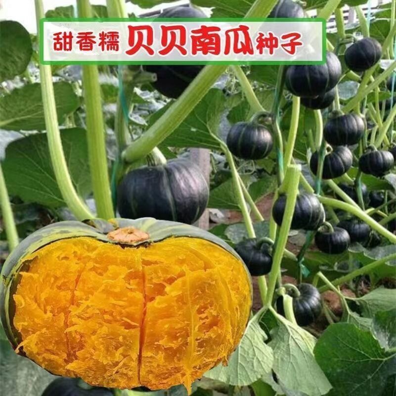 早熟绿贝贝南瓜种子新品