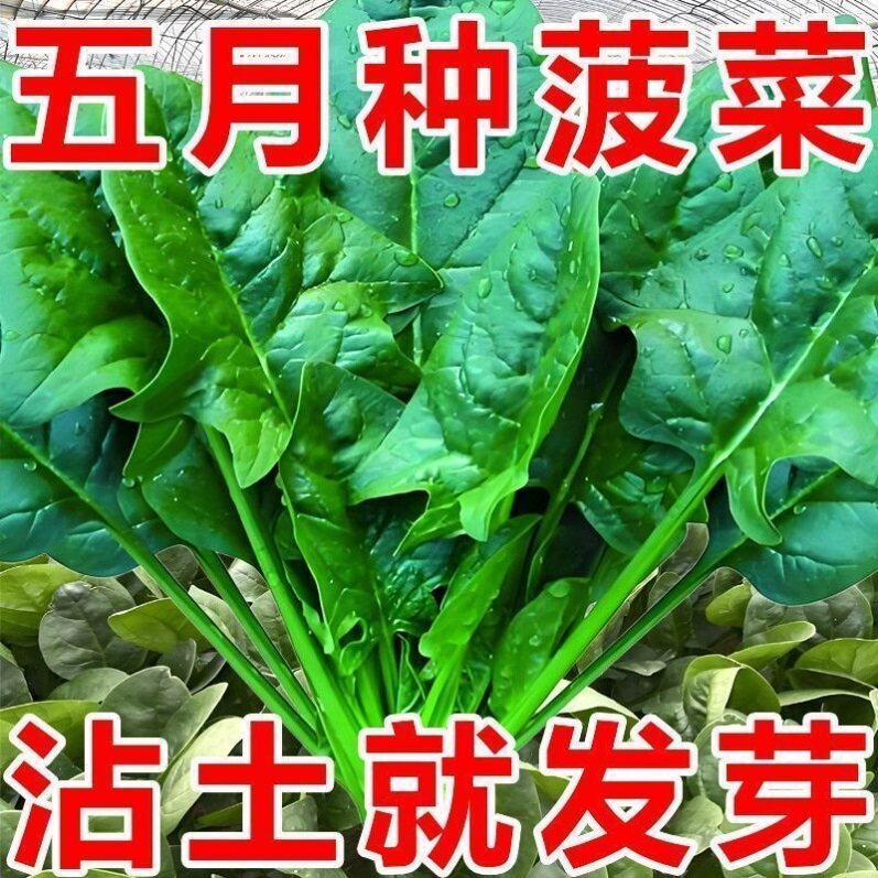 菠菜种子大叶包邮蔬籽散