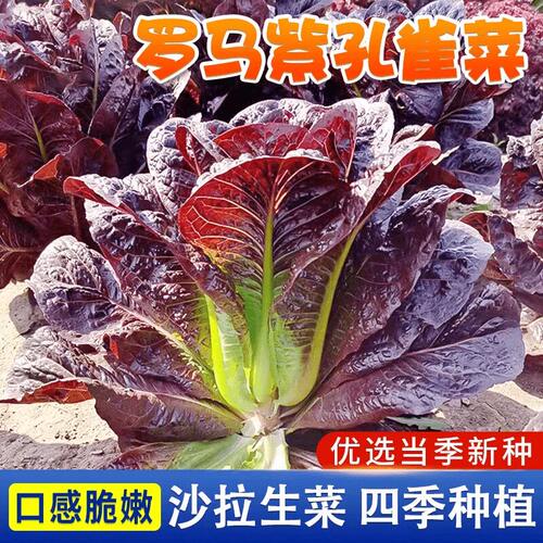 紫孔雀菜种子高产罗马直