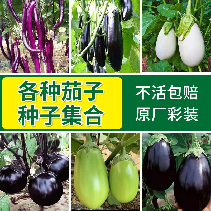 茄子种籽紫红长茄圆茄种子四季阳台盆栽茄子籽春夏秋长线杭茄籽种