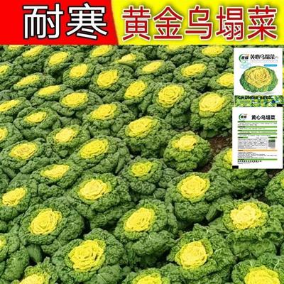 黄心乌塌菜种子耐寒籽菊