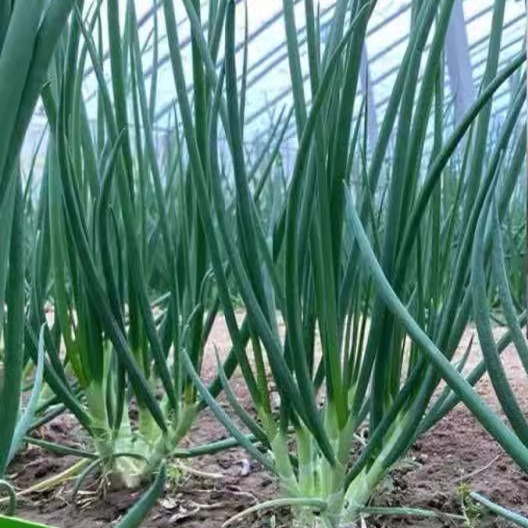 分多多小小葱种子四季小