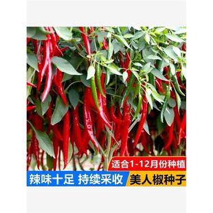 美人椒种子一年四季种红尖椒长辣椒种特辣盆栽农家大红辣椒籽种籽