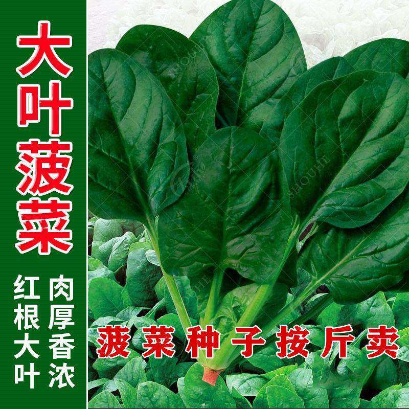 大叶菠菜种子四季蔬菜秋冬籽种阳台种籽抗热菜种盆栽波菜孑菜籽子,农用物资,蔬菜种子/种苗,淘宝优惠券,粉丝福利购,淘宝优惠卷