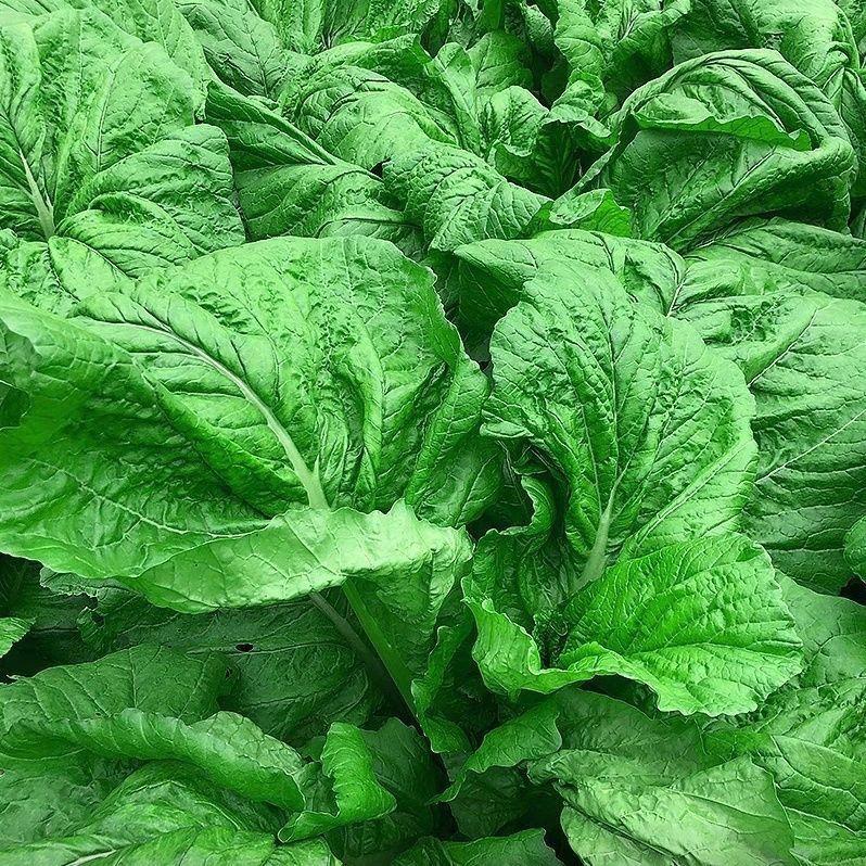 【四川宽帮青菜种子】腌渍泡菜酸菜腌菜中熟大叶秋播高产蔬菜种子