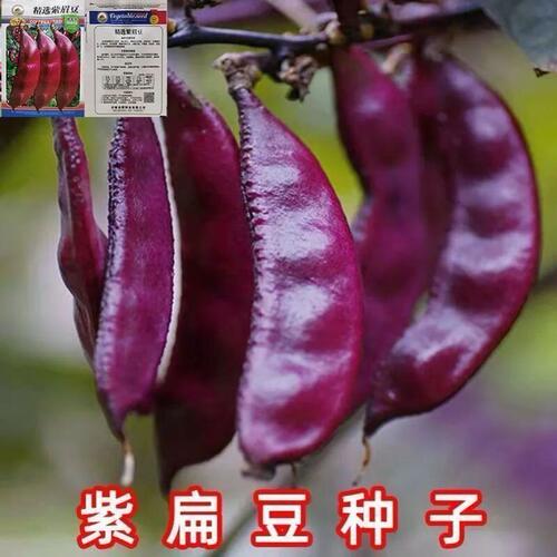 正宗扁豆紫红眉豆种春秋