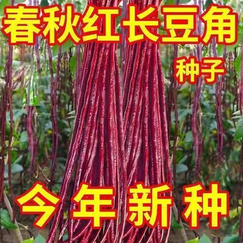 满地红春秋无架豆角新鲜
