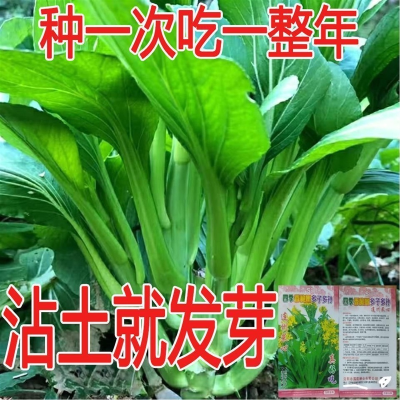 连州菜心多子多福甜菜心种子广东菜芯菜苔籽春夏秋高产蔬菜种子籽