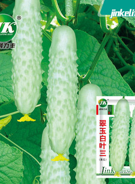 白黄瓜种子白叶三爬藤春秋播种家庭小菜园种籽易种瓜果蔬菜籽种孑