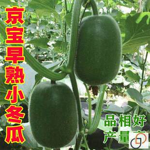 京宝小冬瓜种子 早熟小冬瓜 小节瓜四季种 高产冬瓜 迷你小冬瓜籽