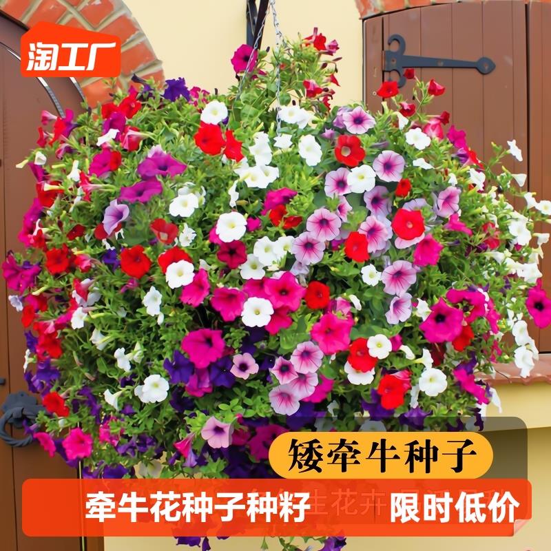 牵牛花种子喇叭花室外爬