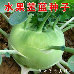 春秋水果苤蓝种子青苤兰种籽茎甘蓝疙瘩球大头菜种子易种蔬菜种孑