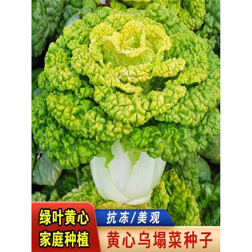 黄心乌菜种种子乌塌菜种籽大全四季白菜乌塔青菜蔬菜孑秋冬季南方