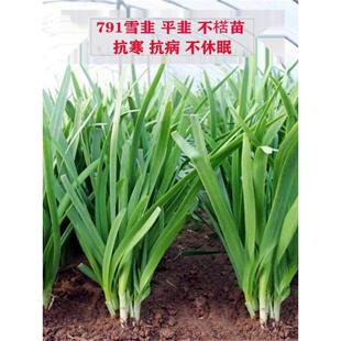 宽叶白根韭菜种子791韭菜种籽阳台盆栽四季播种田园蔬菜种孑