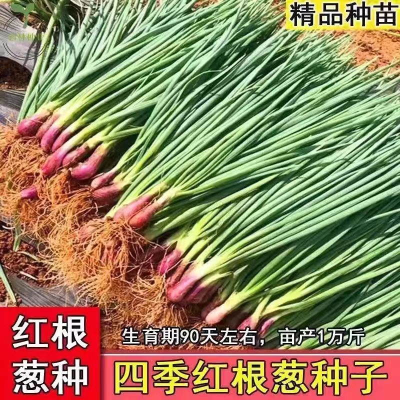 正宗红根小香葱种子四季