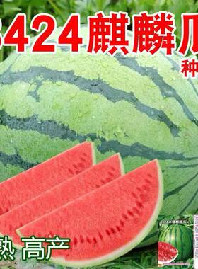 8424麒麟西瓜种子无籽特大高产少籽巨型甜王南方四季蔬菜水果种孑